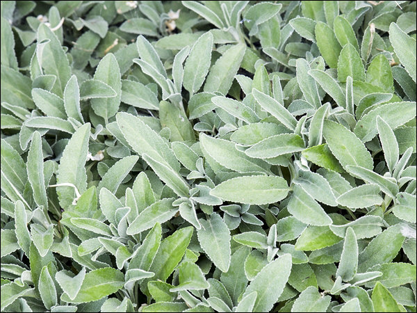 Close up of the silver-gray foliage that regrew after the plant was cut back.